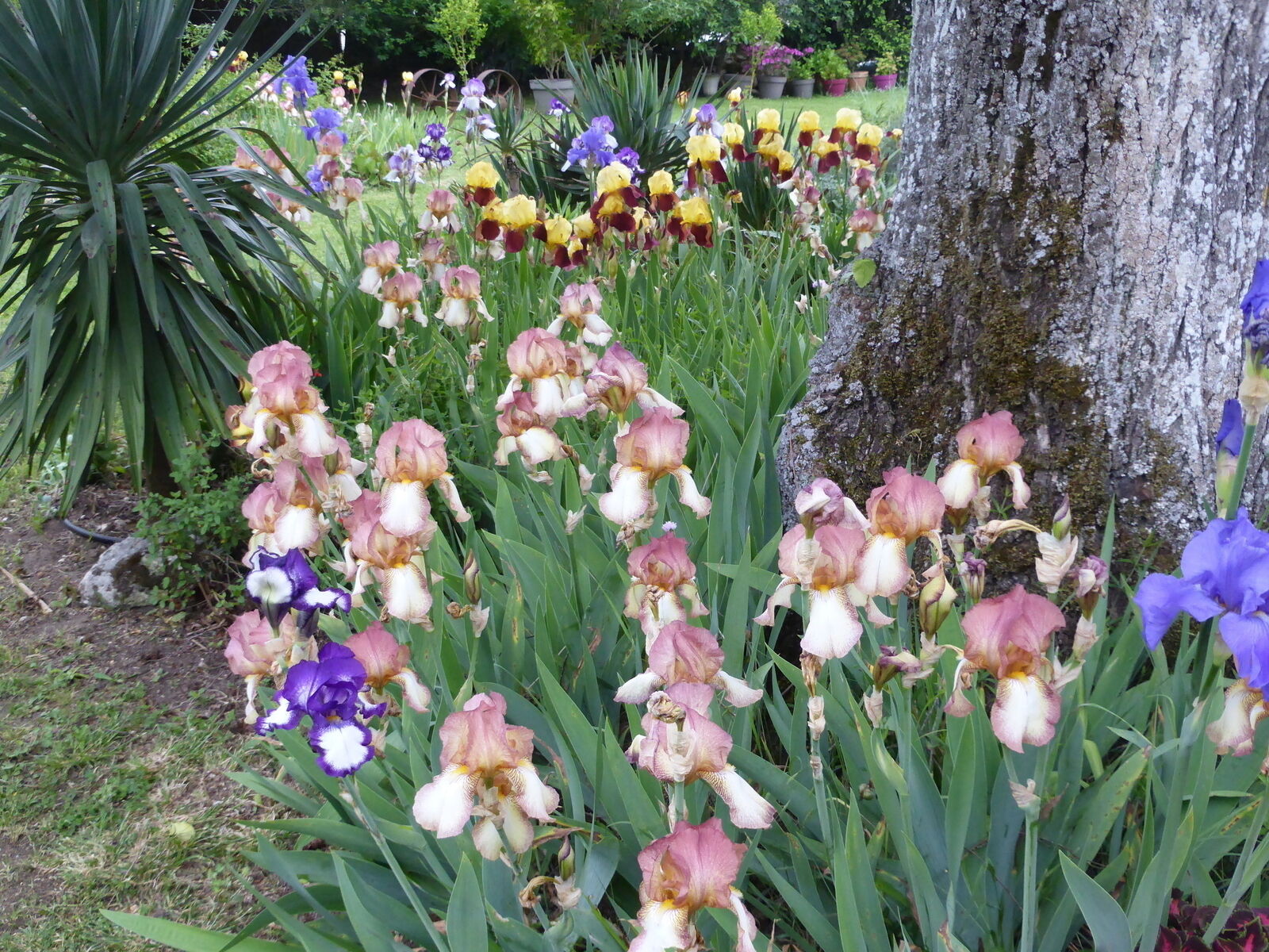 Spacieuse maison familiale - P1080665