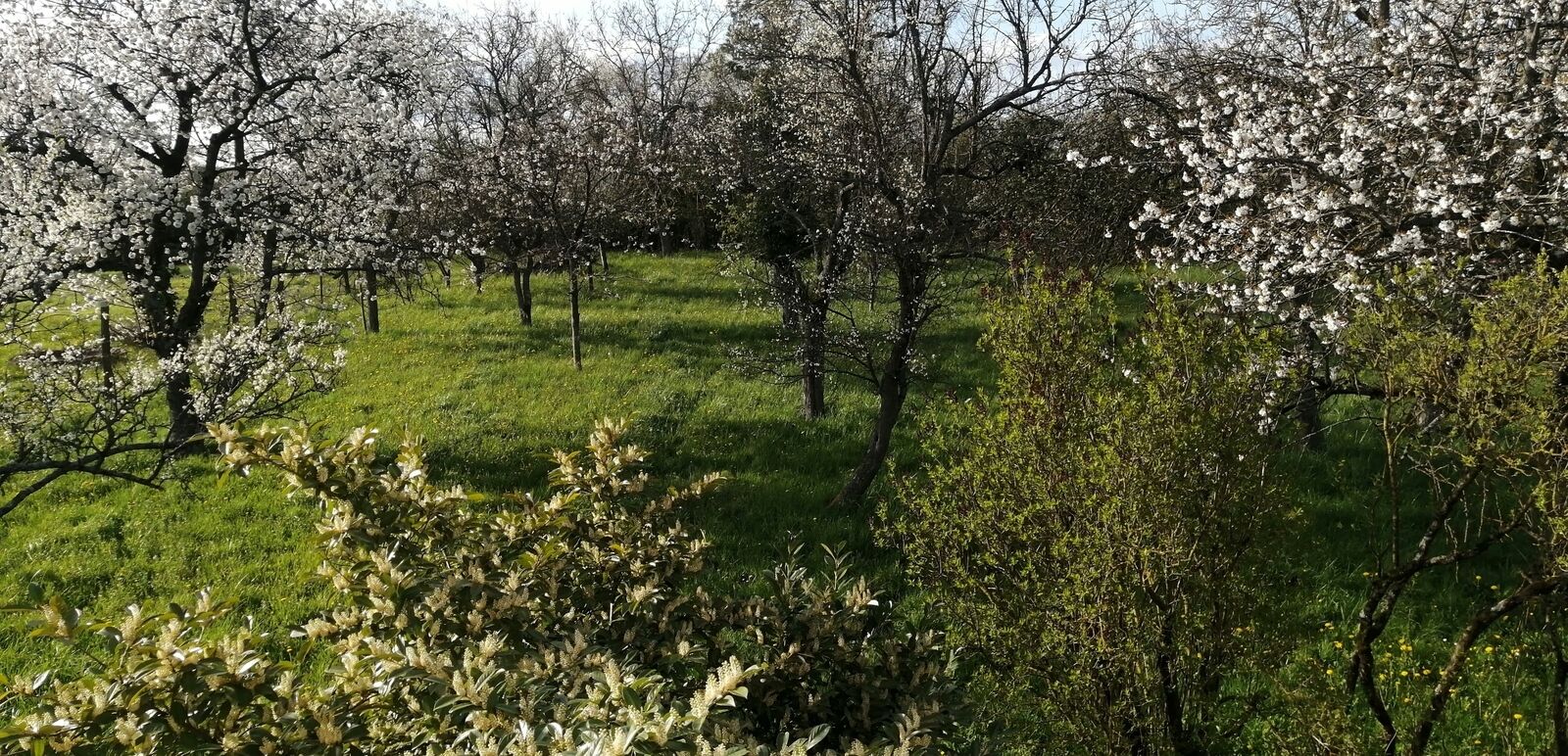 Belle maison à fort potentiel à Woerth - Img 20230414 181148