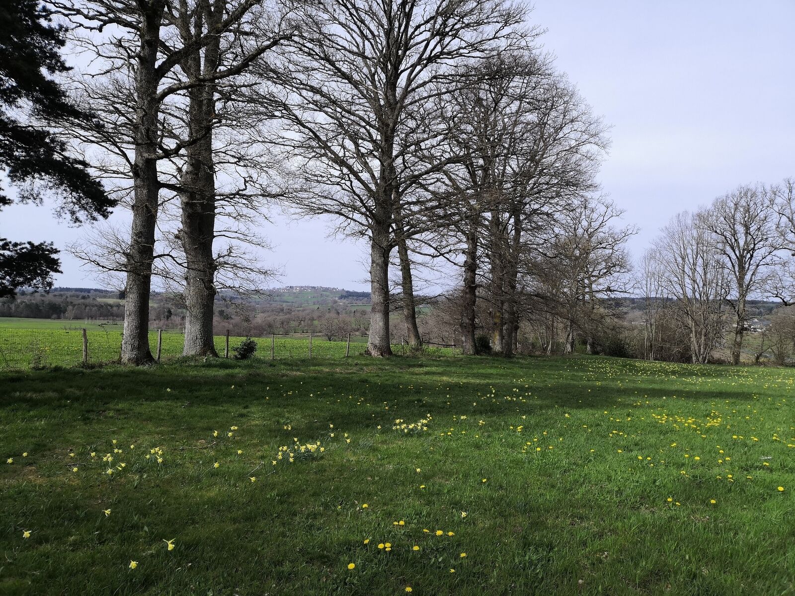 Maison de Maître - Les jonquilles se ressèment dans la prairie