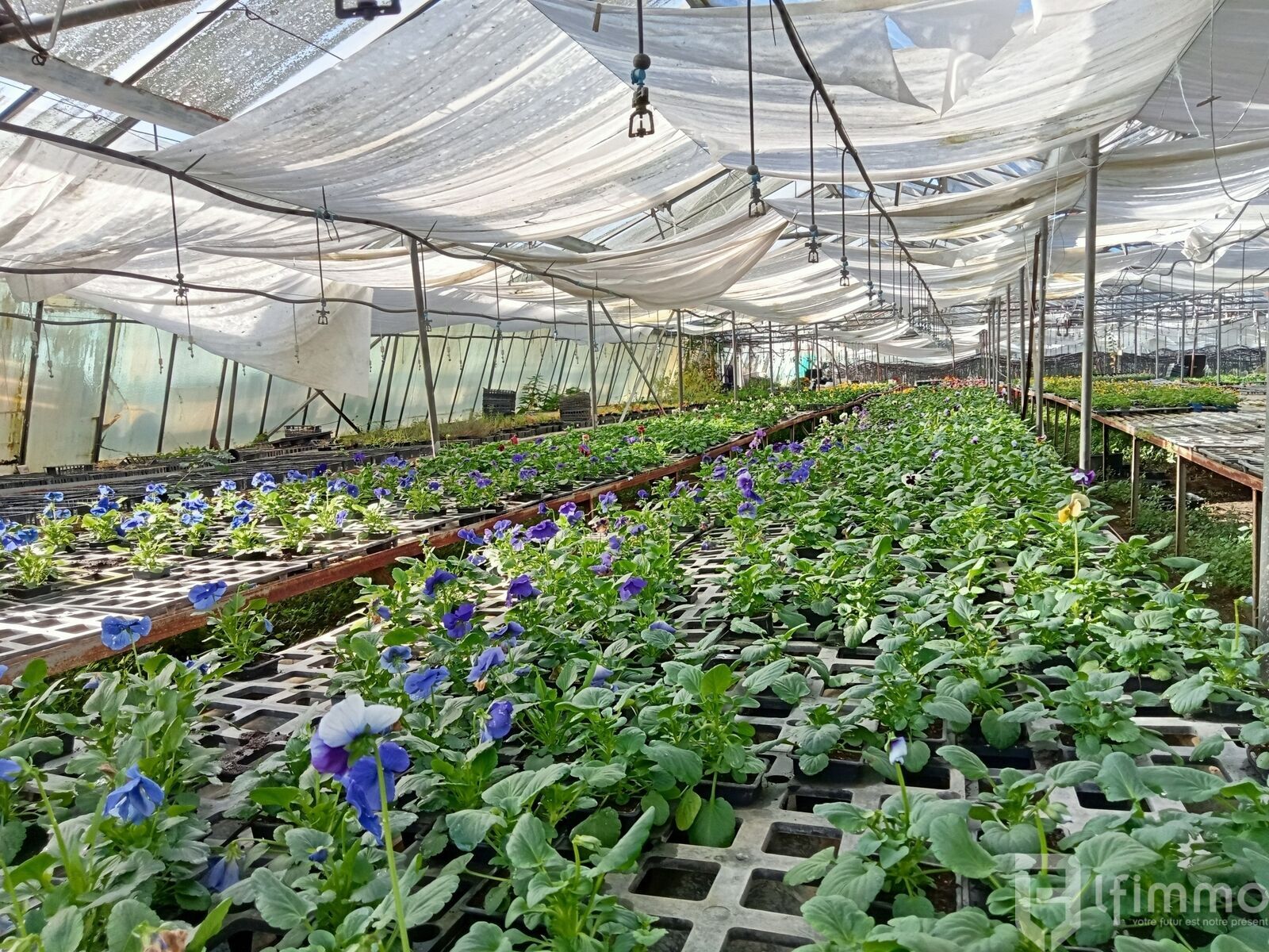 reprise fond de commerce horticole vic en bigorre - Img20241106115149
