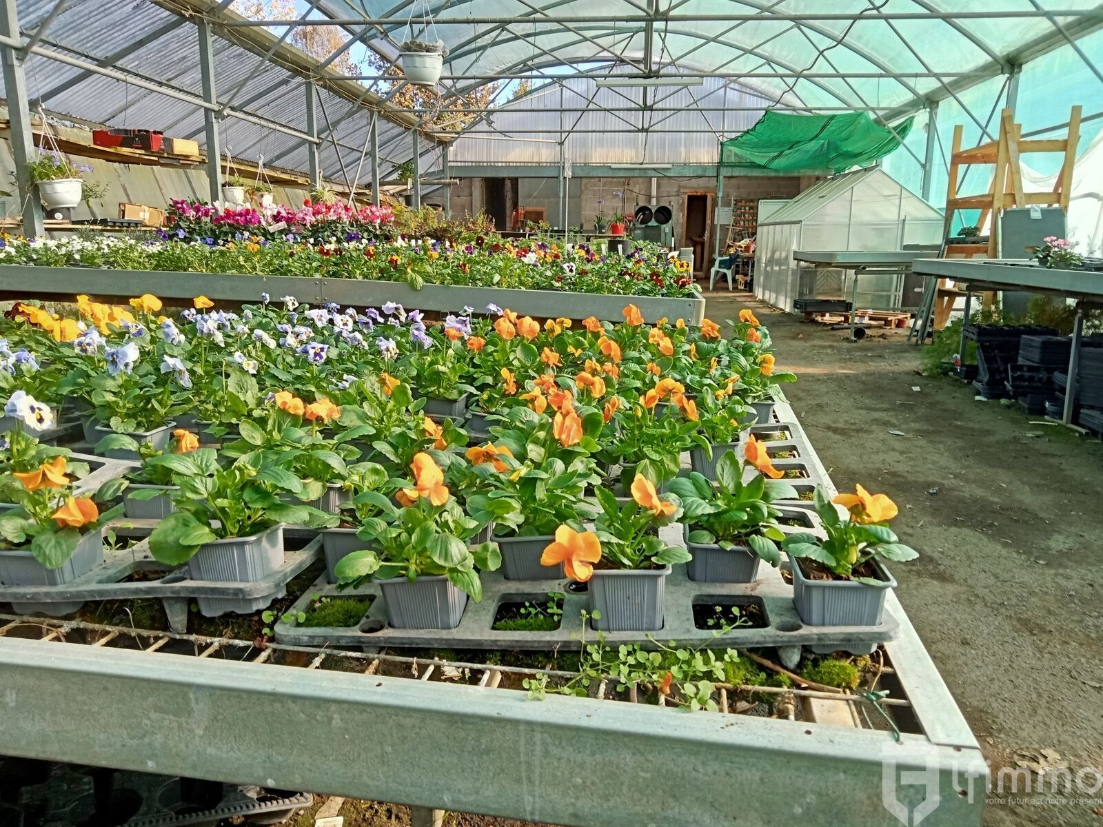 reprise fond de commerce horticole vic en bigorre - Img20241106114314