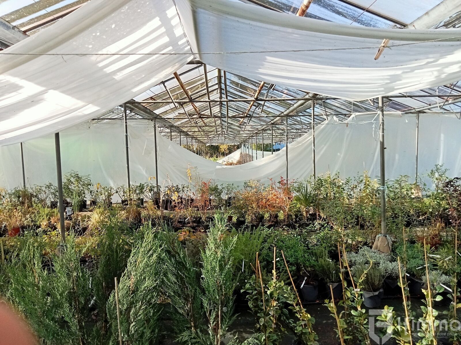 reprise fond de commerce horticole vic en bigorre - Img20241106113551