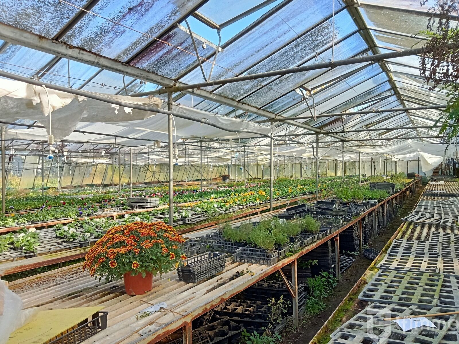 reprise fond de commerce horticole vic en bigorre - Img20241106113427