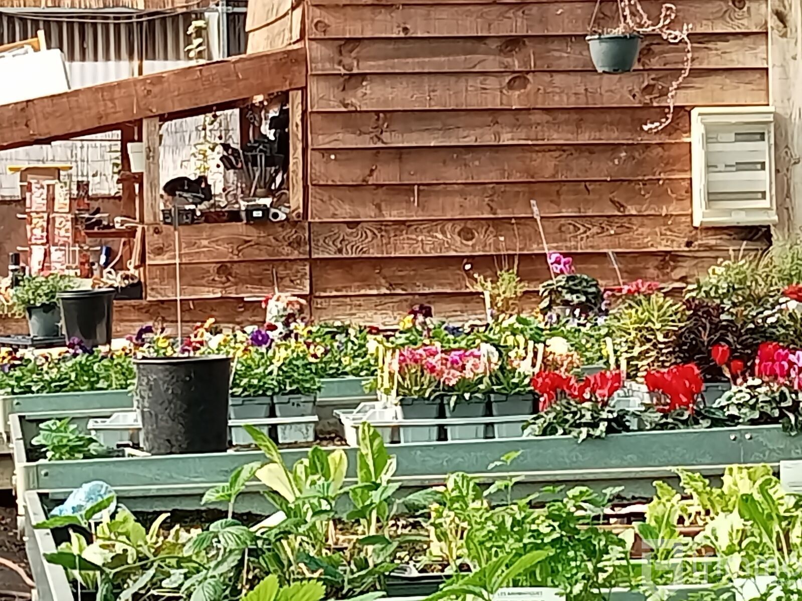 reprise fond de commerce horticole vic en bigorre - Img20241106114441