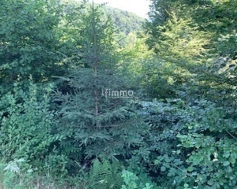 terrain viabilisé Saint Nabord - Terrain 1