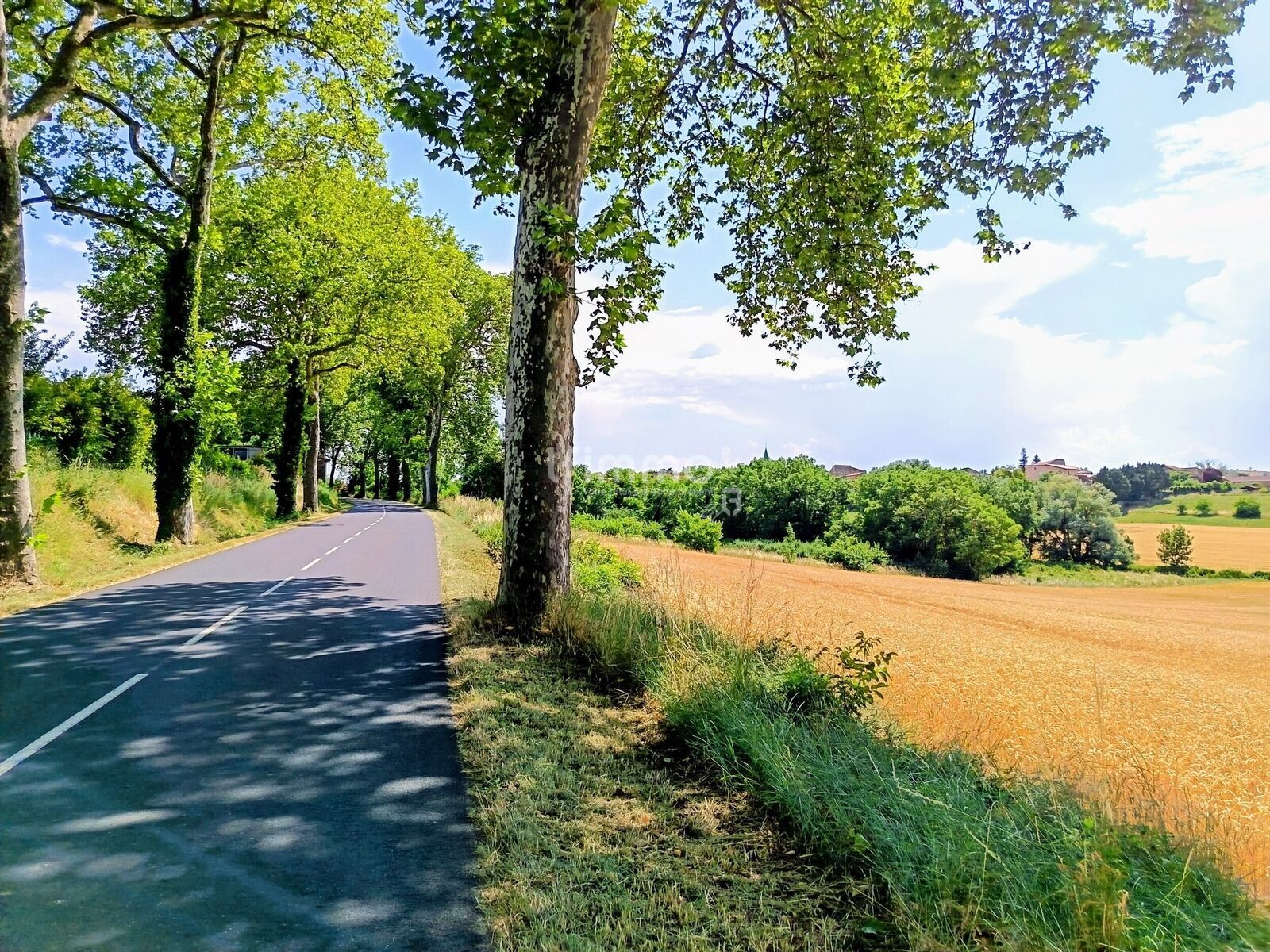 Maison XIXème en pierres ! - Bel alignement de platanes dès l'entrée du village
