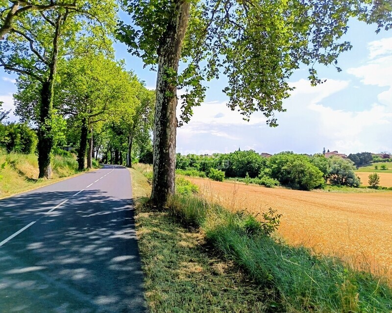 Maison XIXème en pierres ! - Bel alignement de platanes dès l'entrée du village