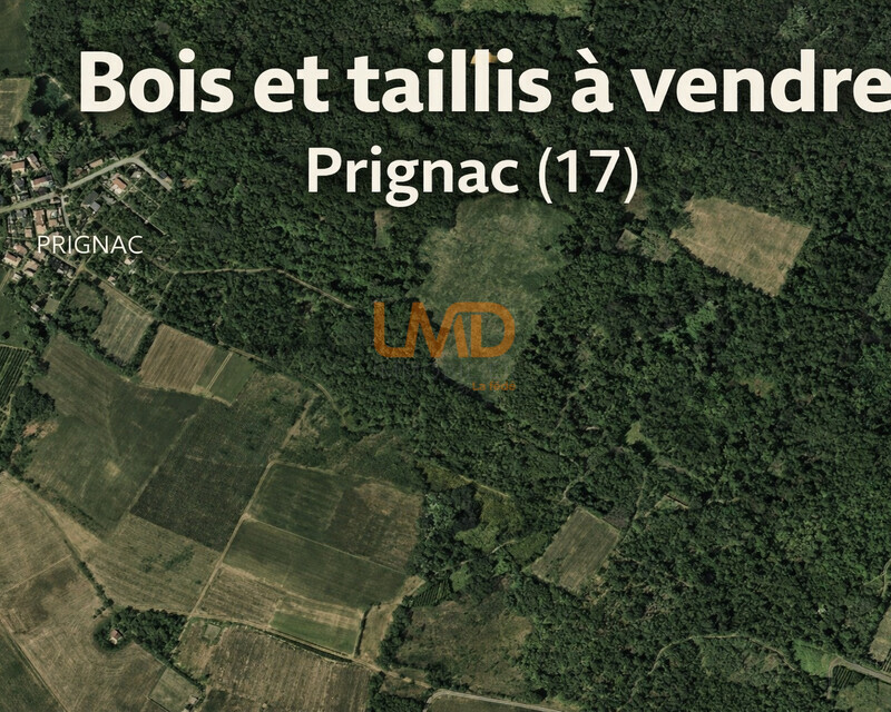 Bois & taillis – Environ 1 hectare – Prignac - Prignac