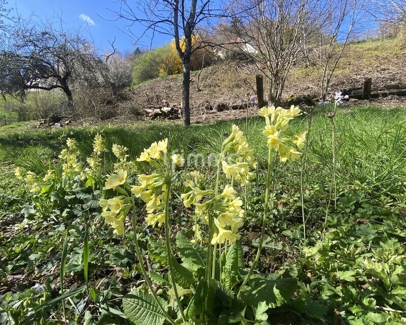Terrain constructible en pleine nature - Fleurs